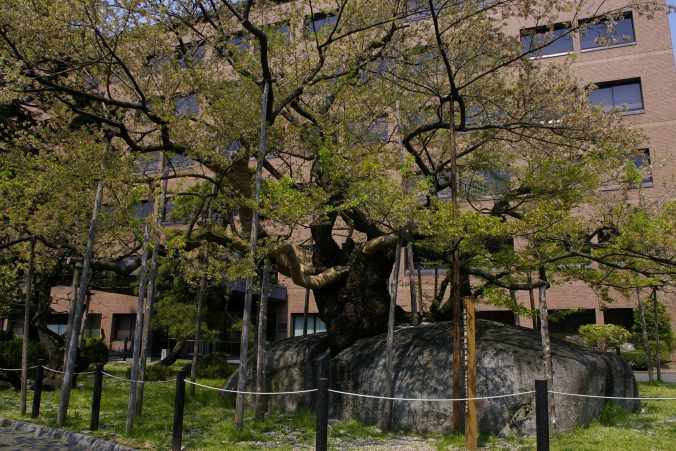 Morioka - Rock Splitting Tree