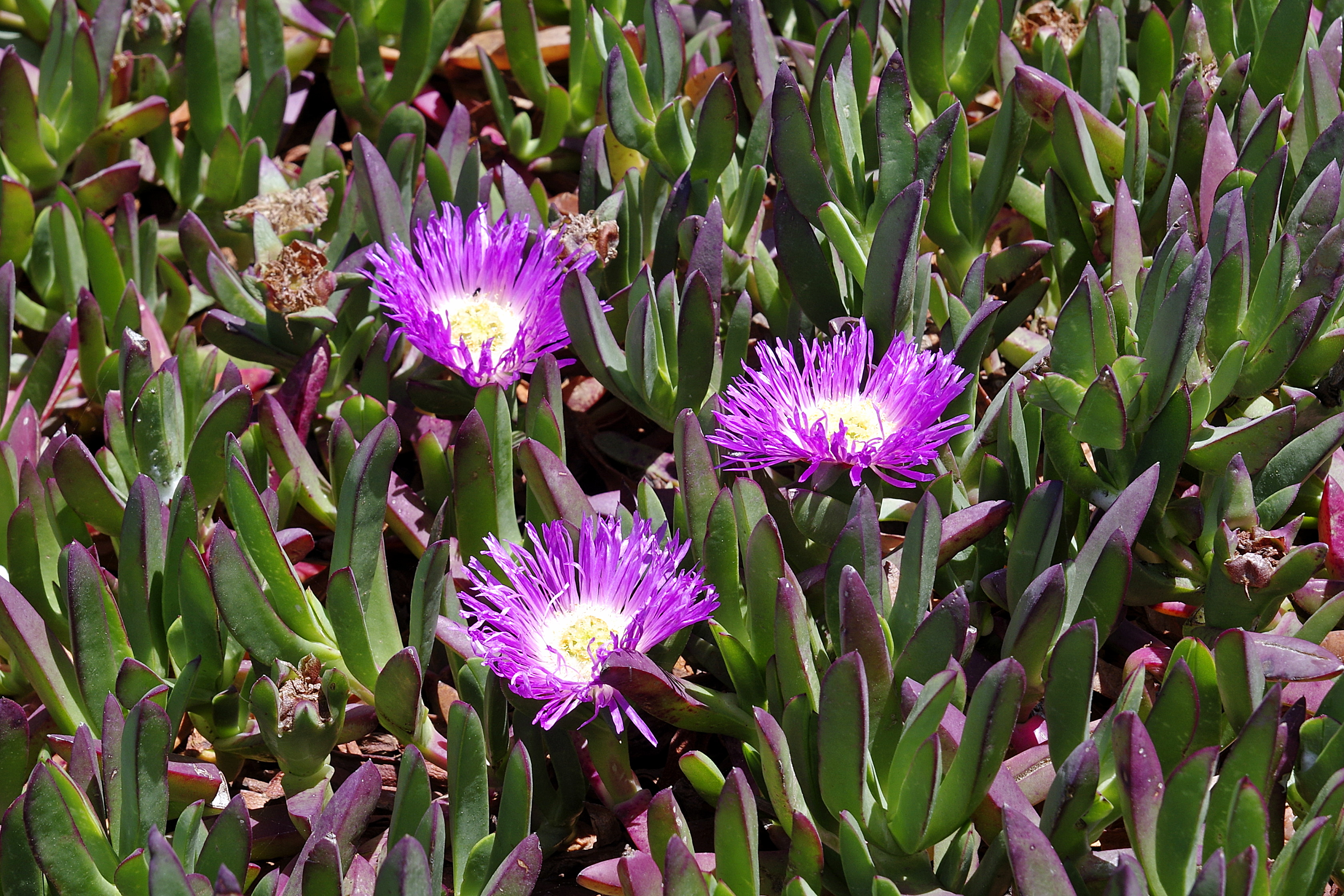 20230529-Mussle-Rock-03