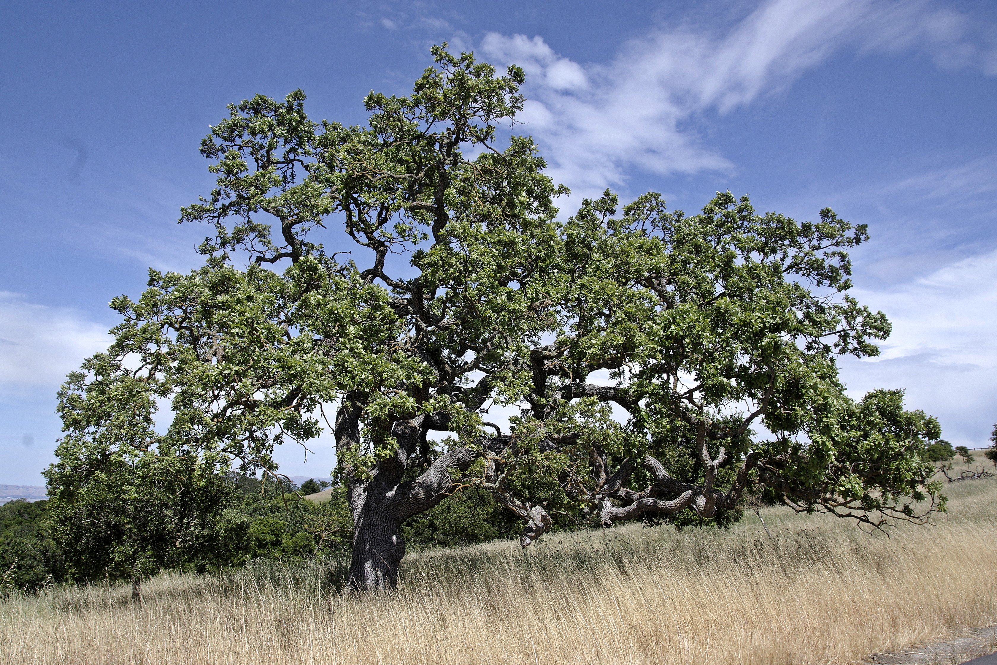 20230529-Stanford-Dish-03