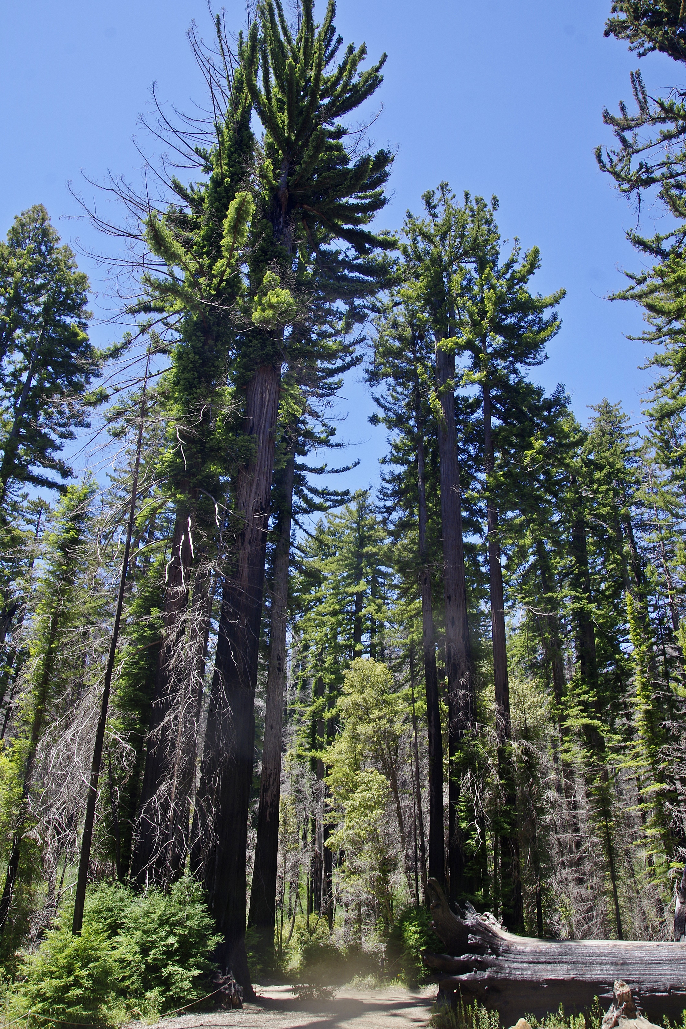 20230709-Big-Basis-Redwood-01