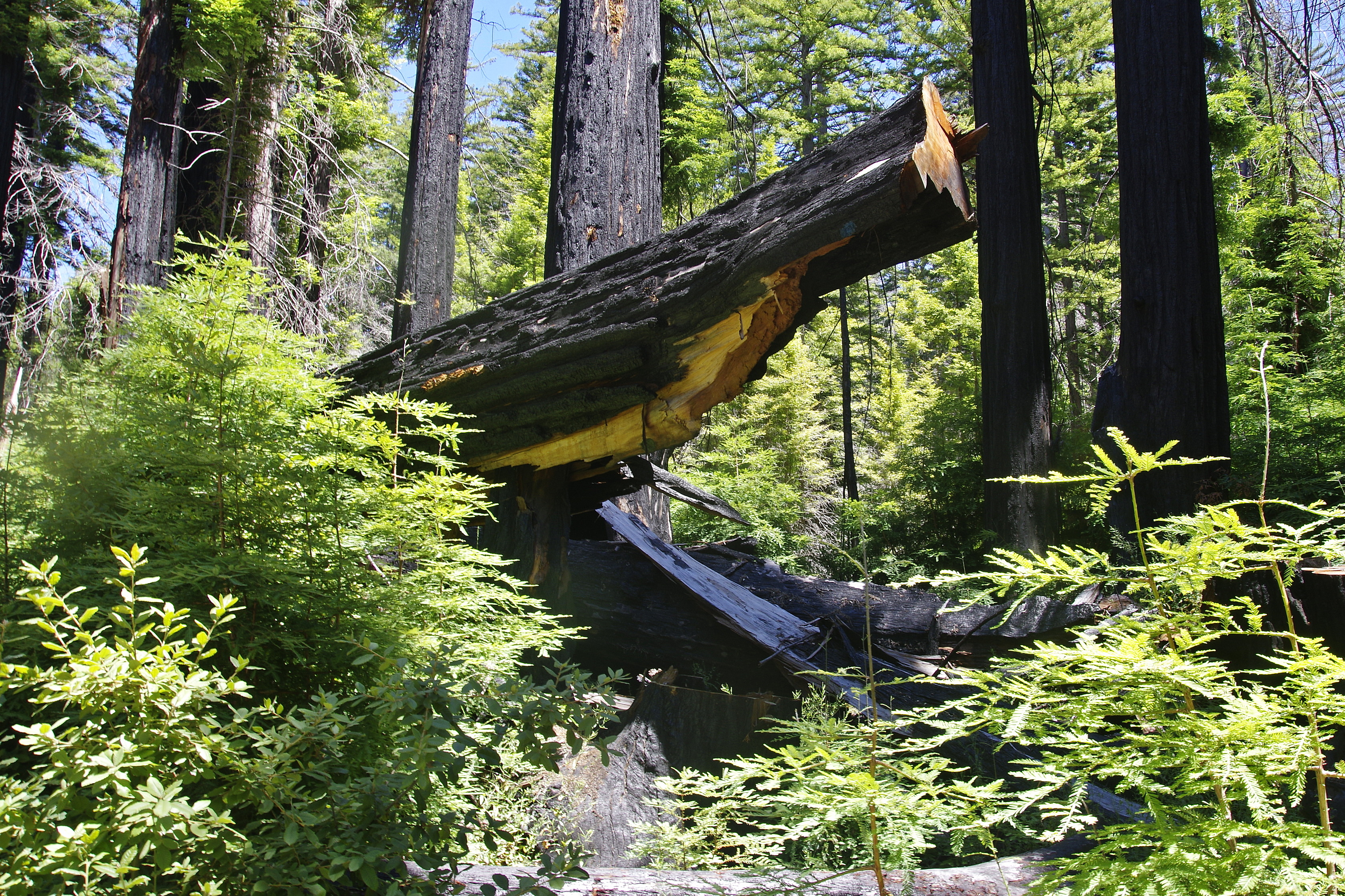 20230709-Big-Basis-Redwood-03