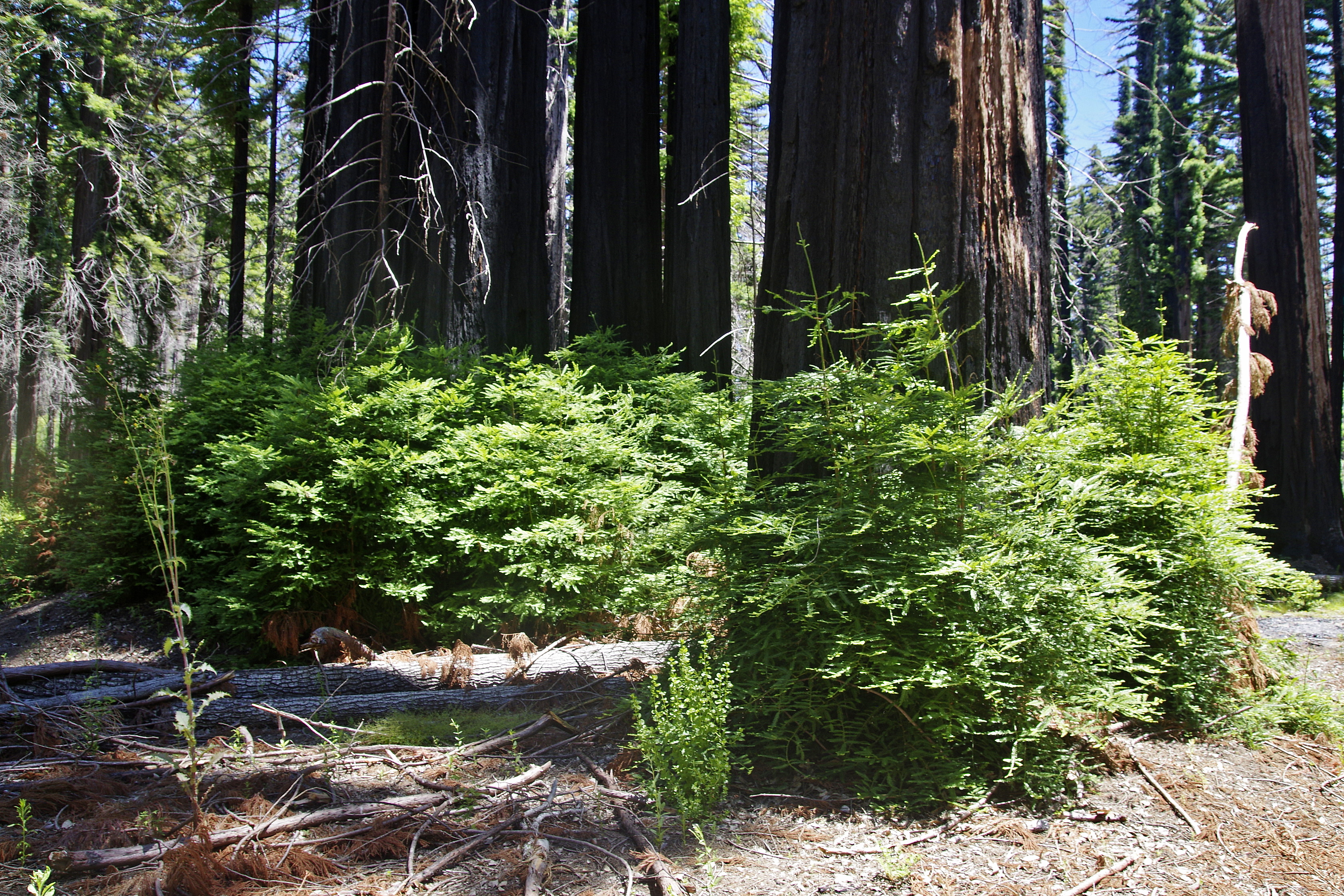 20230709-Big-Basis-Redwood-04