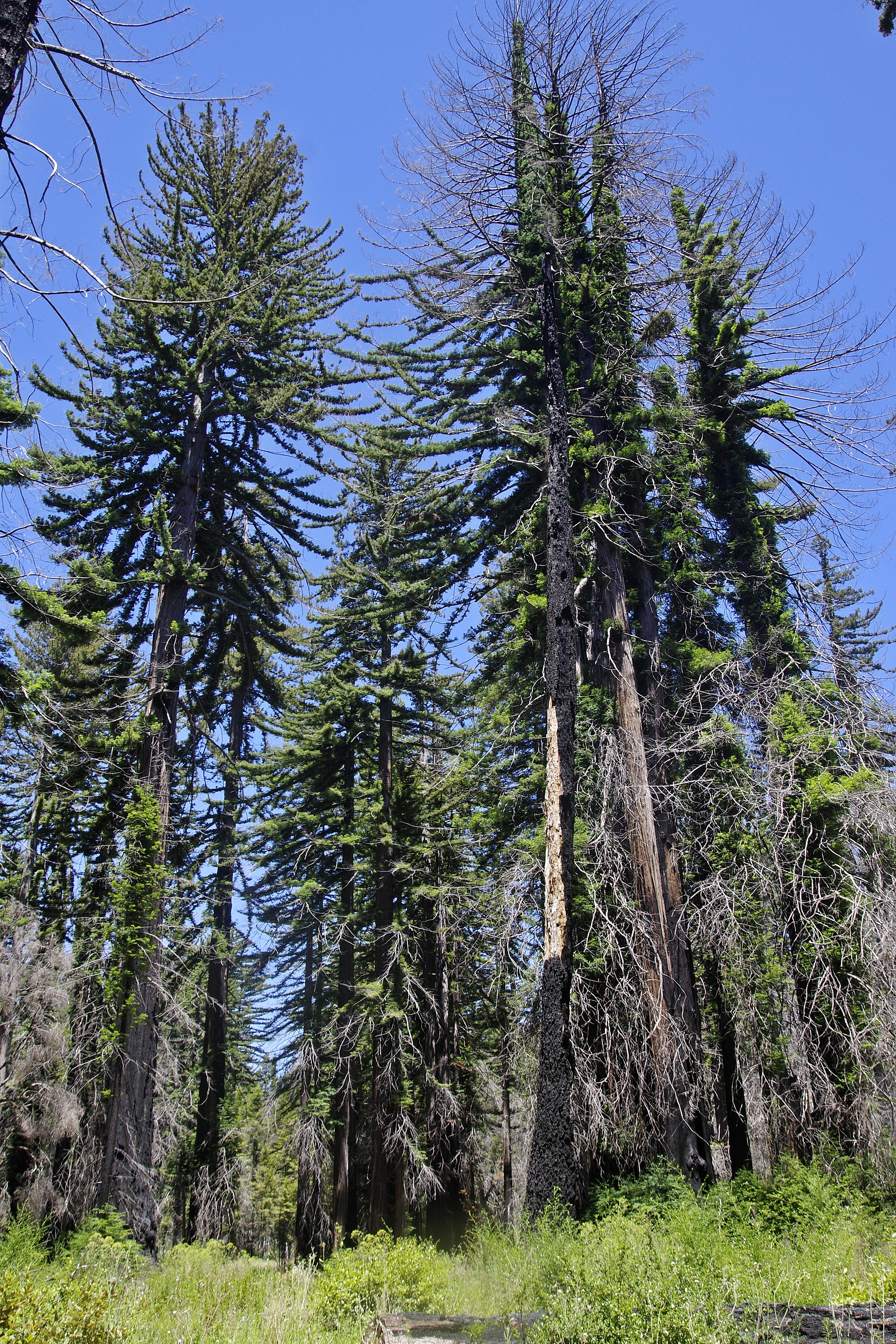 20230709-Big-Basis-Redwood-05
