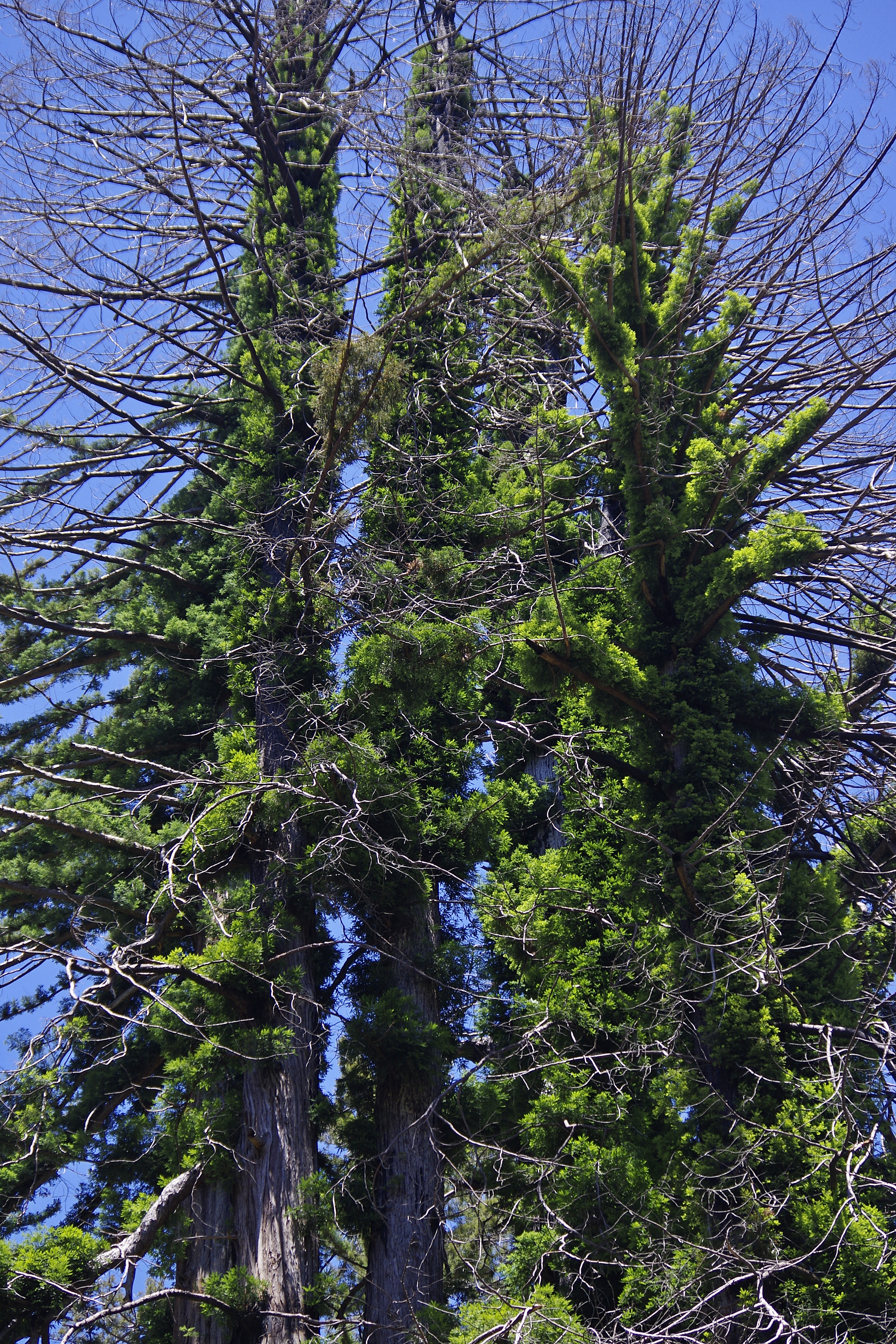 20230709-Big-Basis-Redwood-06