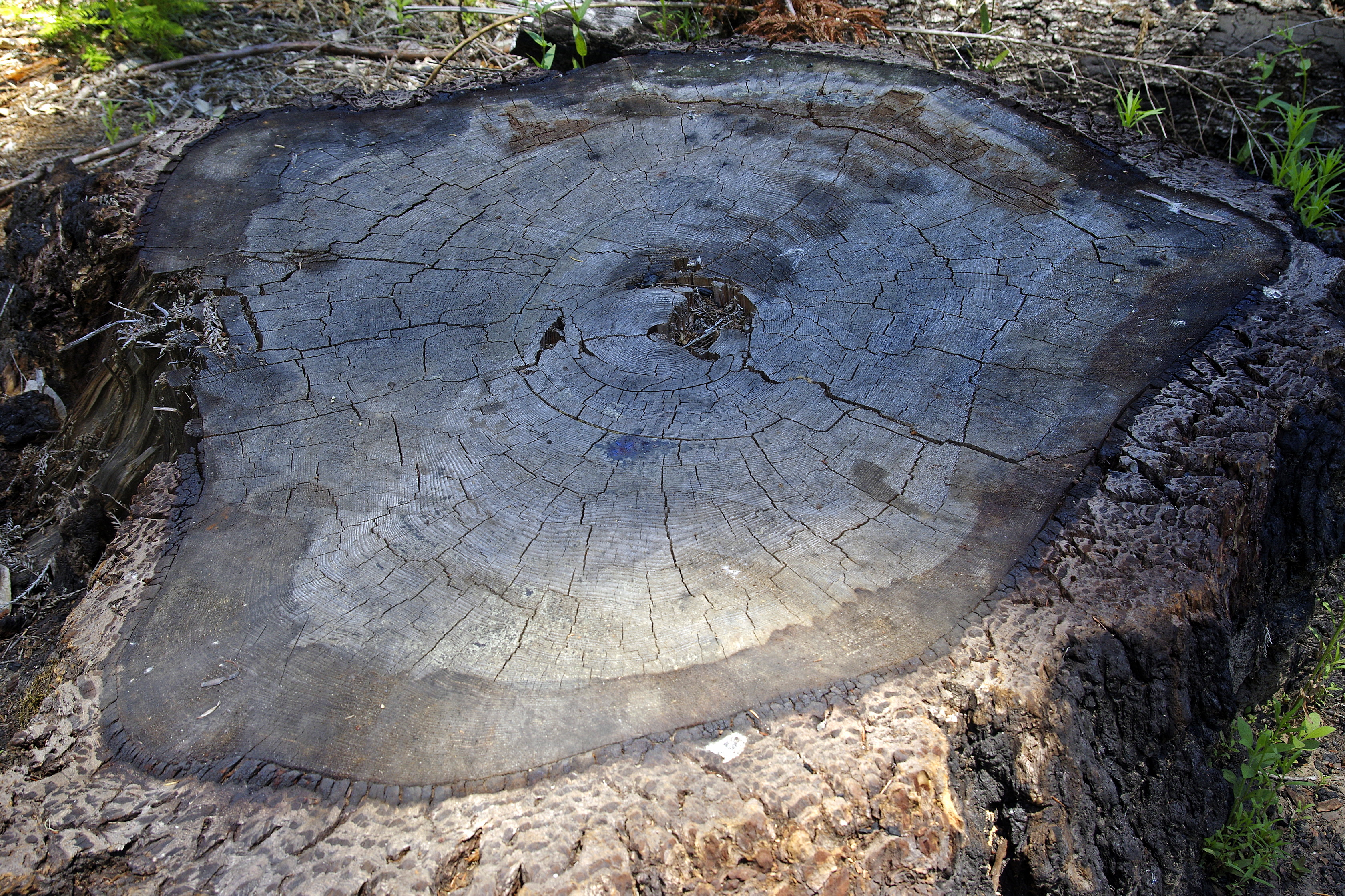 20230709-Big-Basis-Redwood-07