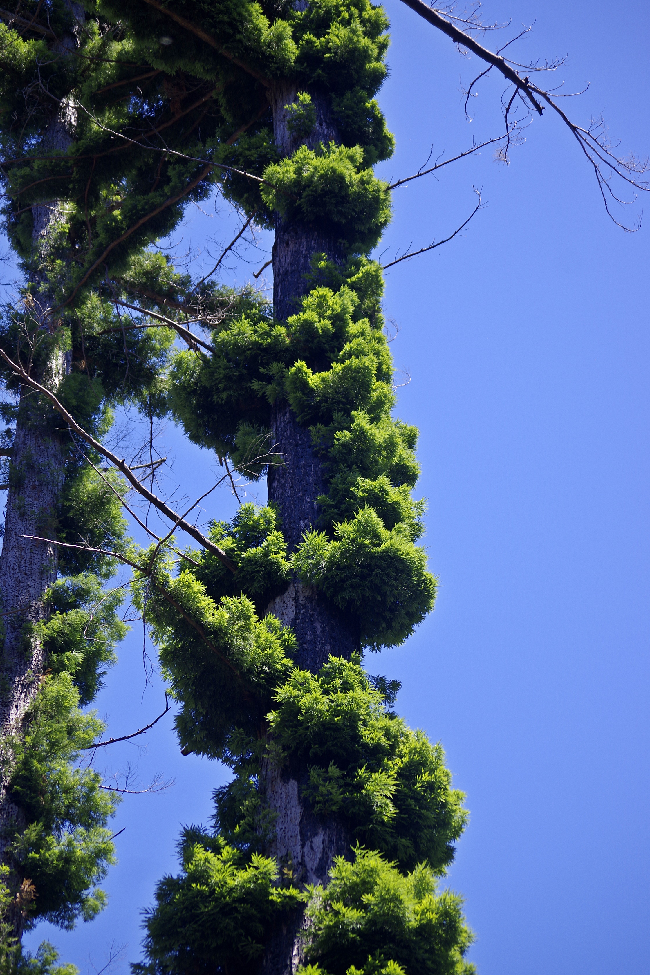 20230709-Big-Basis-Redwood-08