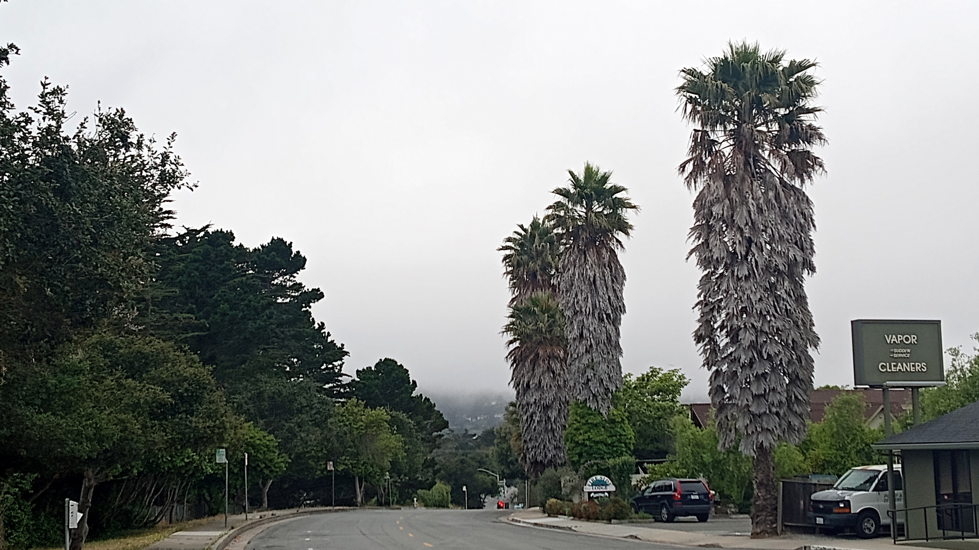 20230710-Palm-Tree