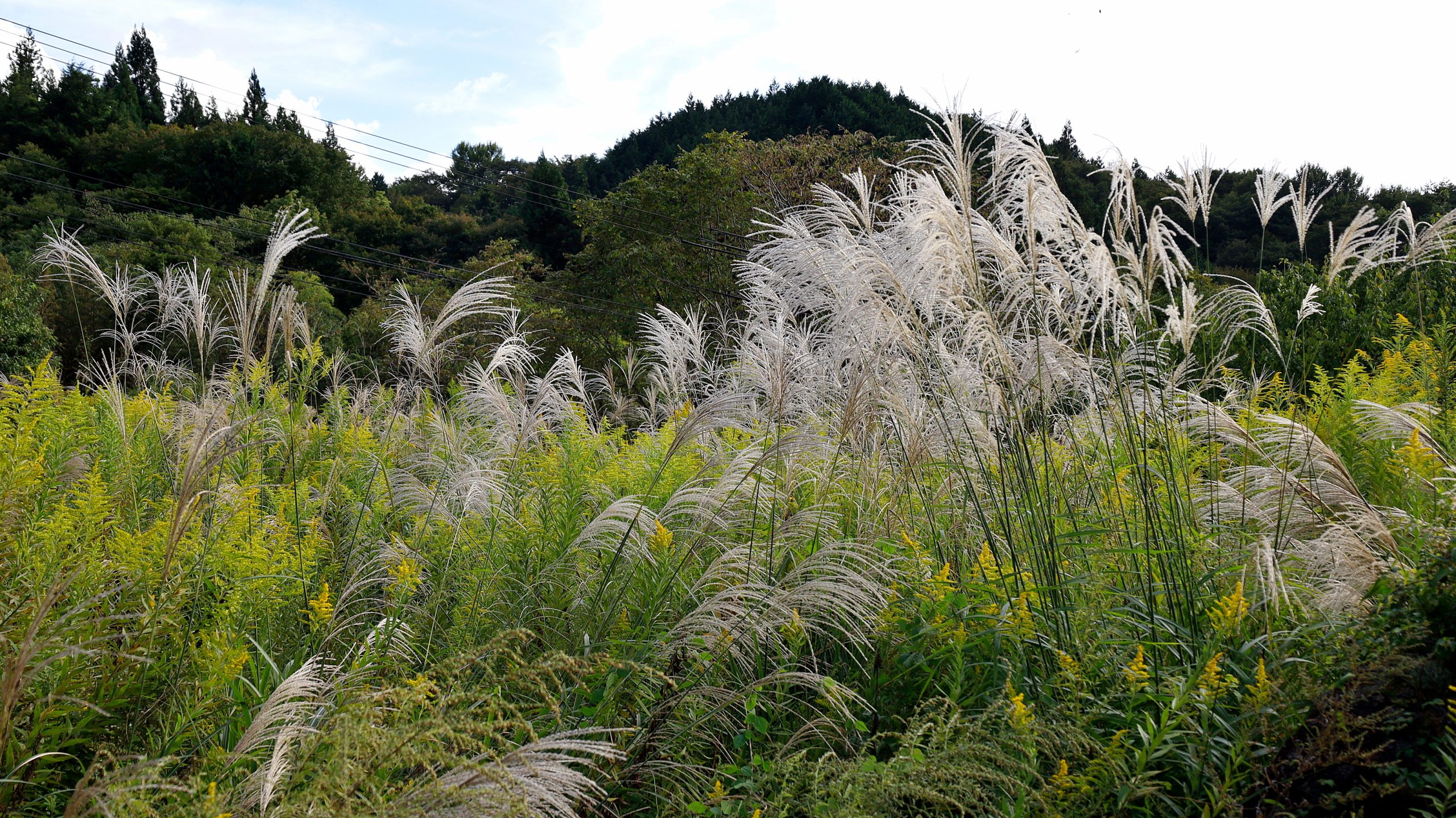 20251002 - Kisodani Nakasendo 07